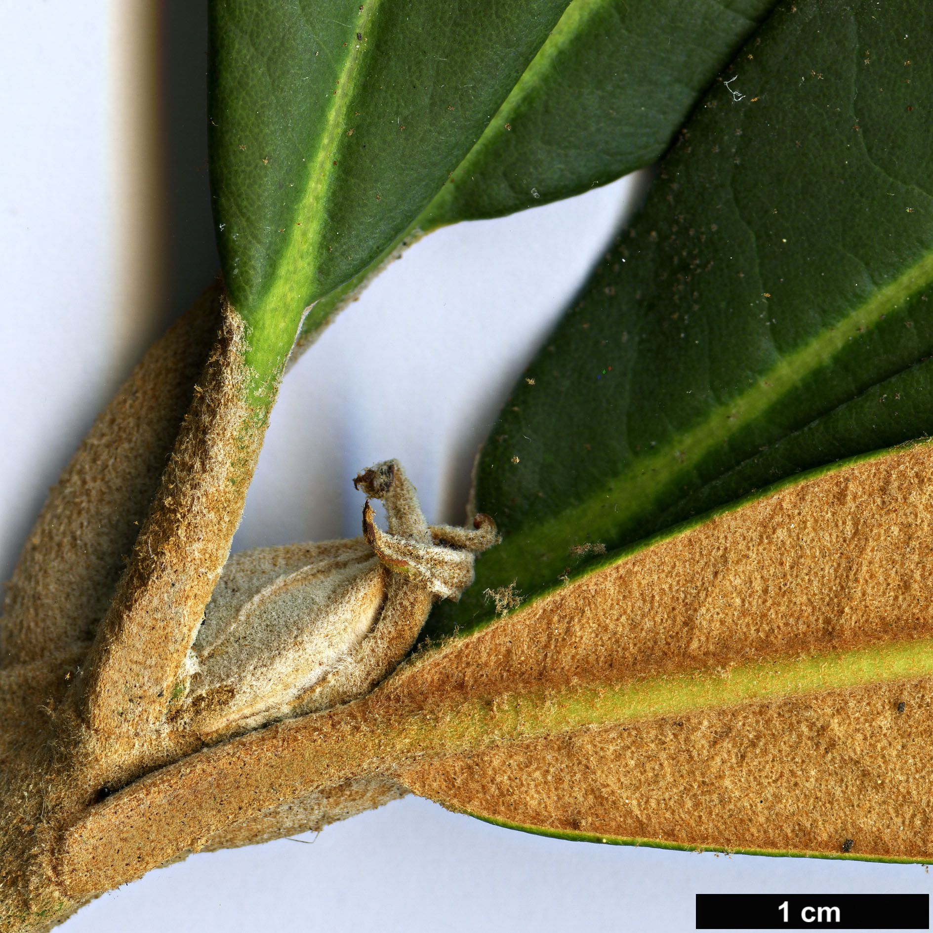 High resolution image: Family: Ericaceae - Genus: Rhododendron - Taxon: rex - SpeciesSub: subsp. fictolacteum